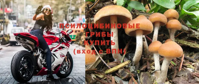 Галлюциногенные грибы Magic Shrooms  Тавда 